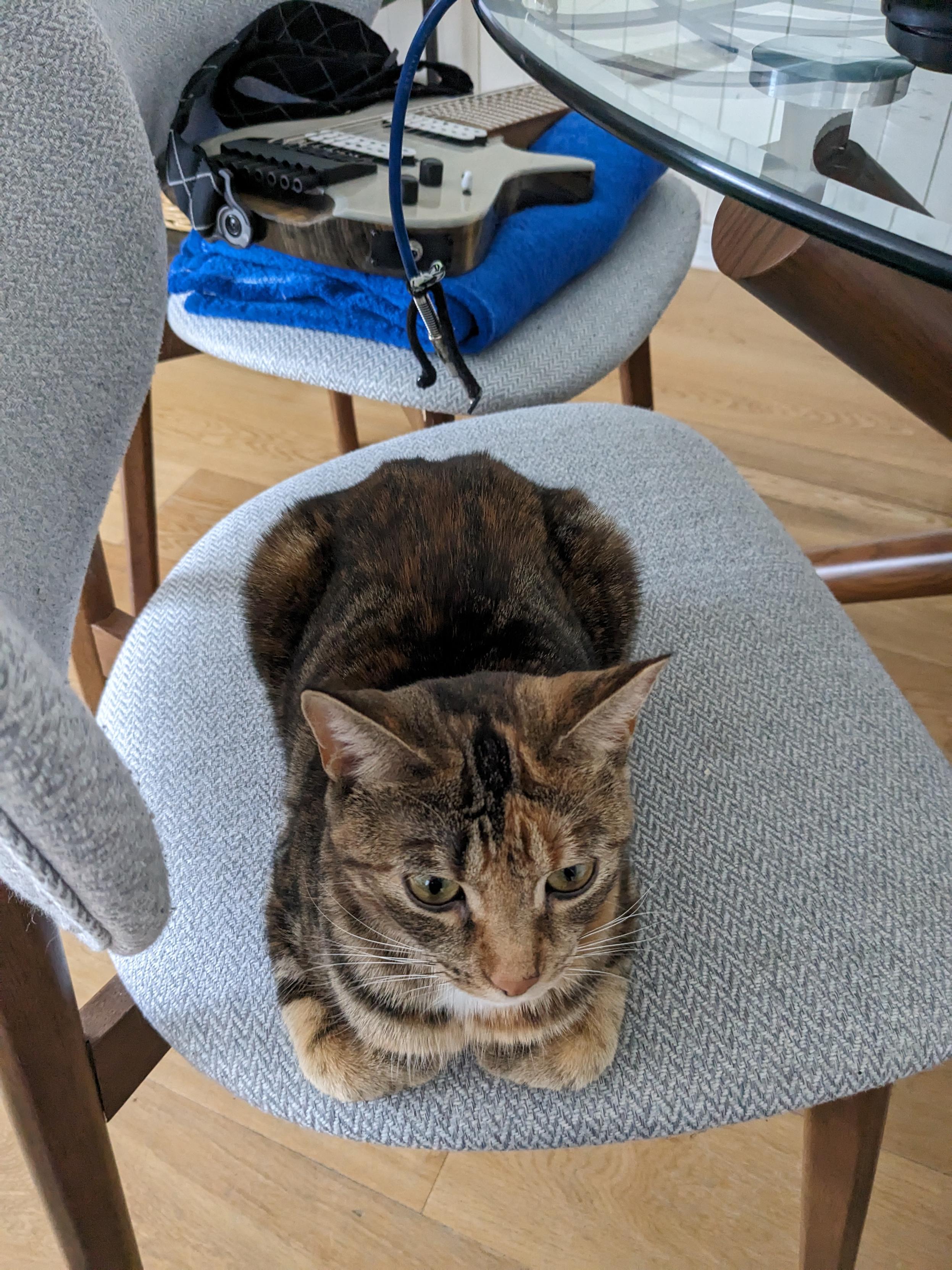 A torbie cat with orange, black and brown tabby markings resting in a loaf position on a grey upholstered chair. The cat has green-hazel eyes and a calm expression, with paws tucked neatly underneath. In the background, an electric guitar rests on another chair with a blue towel.