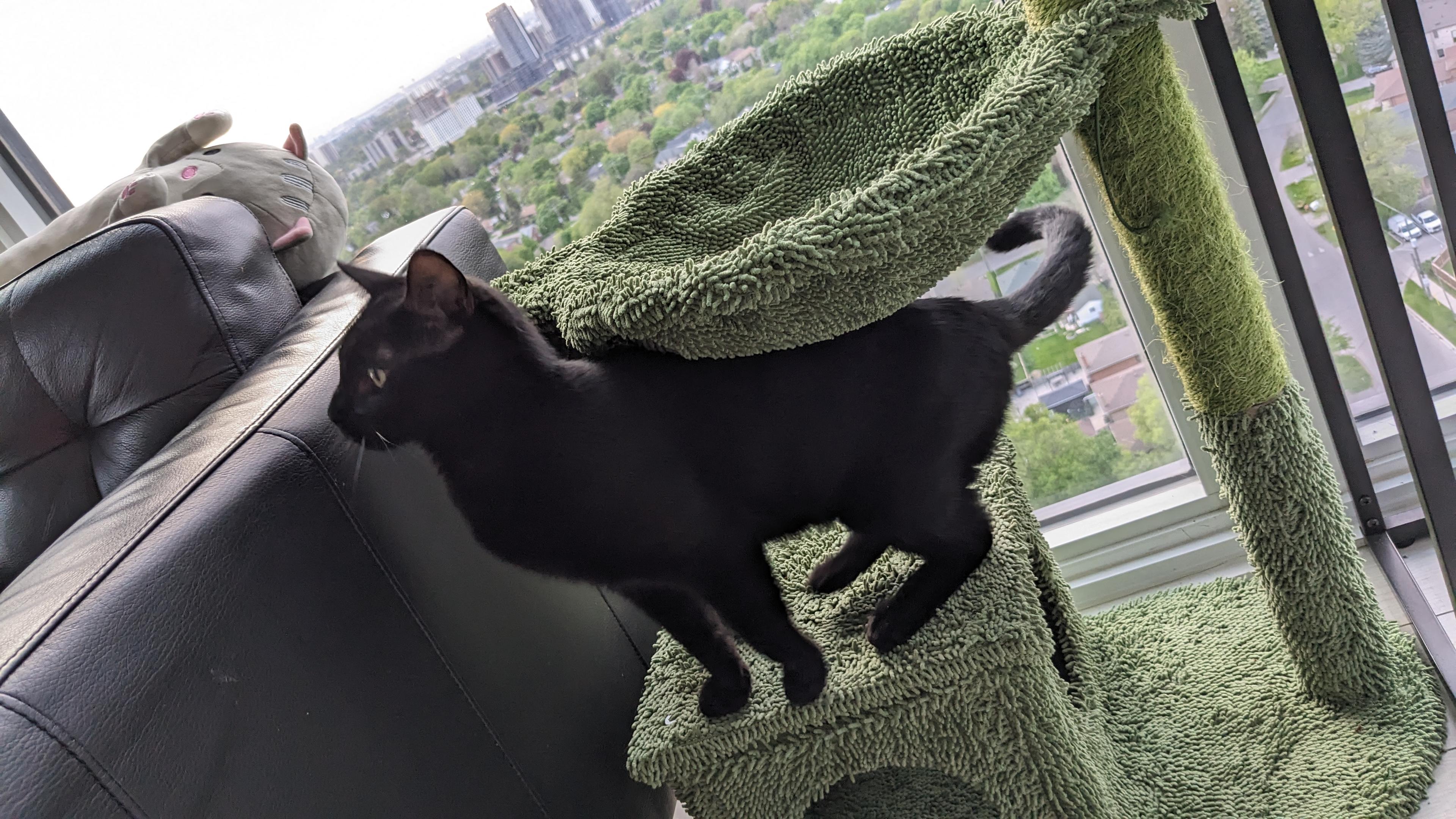 A sleek black cat stands alert on a bright green shaggy cat tree, tail held high. The cat is looking intently toward a black leather sofa where a grey plush toy rests. Large windows in the background show a city view.