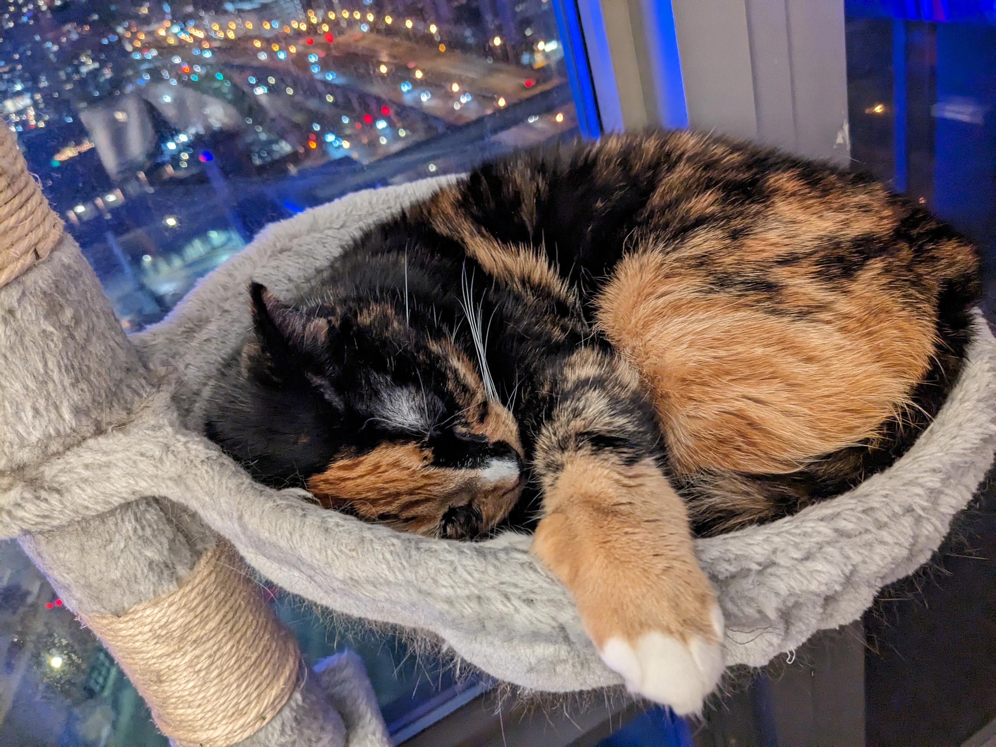 A fluffy tortoiseshell cat with black and orange mottled fur and white toes is curled up asleep in a grey circular cat bed. One paw dangles relaxed over the edge. The cat rests on a cat tree with city lights visible through a window in the background.